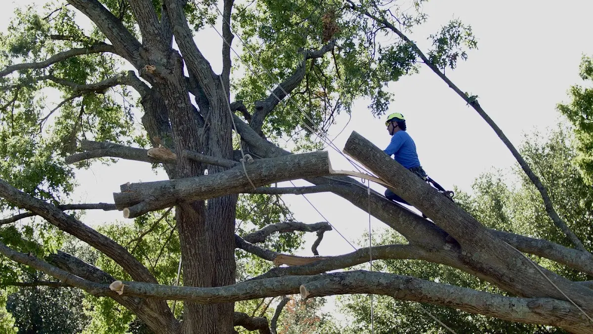 Professional Hazardous Tree Removal performed by certified arborists in Badger